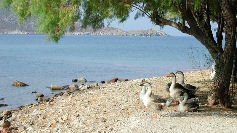 Πάτμος 2019